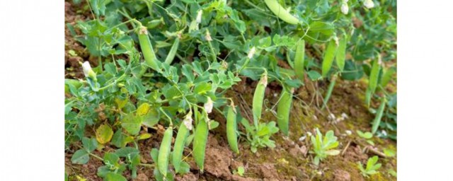 豌豆種植管理方法 豌豆如何種植管理