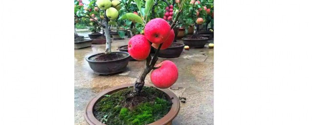蘋果盆栽方法 如何種植蘋果盆栽