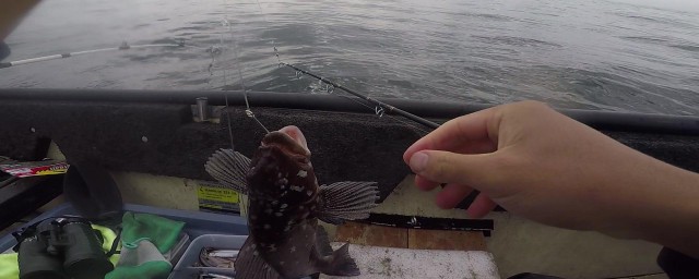 海釣石斑魚用什麼餌 介紹幾種好用的魚餌