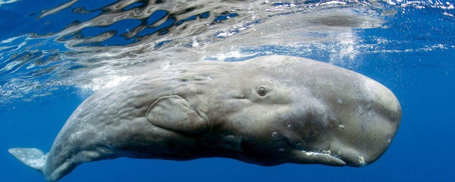 鯨魚屬於什麼動物 過來看看啦