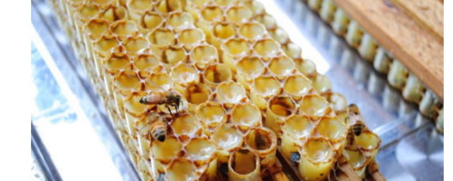 蜂王漿怎麼提取 蜂王漿的提取方法