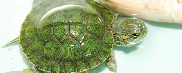 小巴西龜吃什麼食物 巴西幼龜可以吃什麼食物