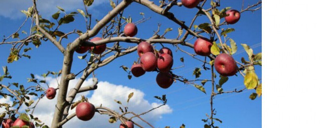 蘋果樹如何移栽 蘋果樹怎麼移栽