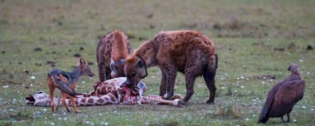 鬣狗吃人嗎 不會主動攻擊人類