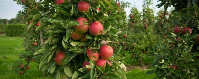 蘋果樹施肥的方法 介紹如下