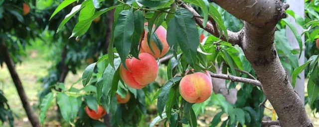 桃樹的最佳施肥時間 主要有這三個時間段