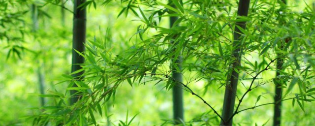 竹子有什麼特點 竹子象征著生命的彈力長壽幸福