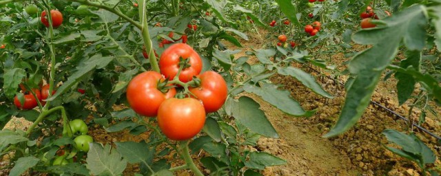 西紅柿用什麼肥料好 農傢肥磷肥高鉀復合肥三種肥分階段施加