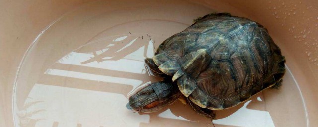 冬天烏龜要放在水裡嗎 應該怎麼處理