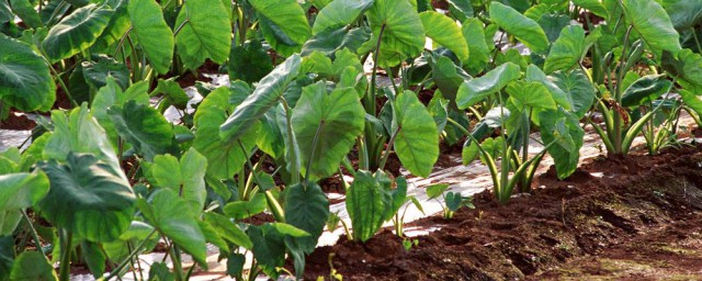 芋頭怎樣種植與管理 芋頭種植方法