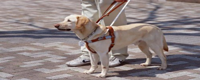 導盲犬是什麼品種 導盲犬的介紹