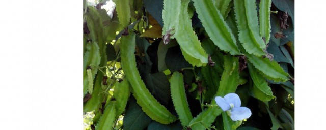 四棱豆什麼時候種植 四棱豆種植時間及方法