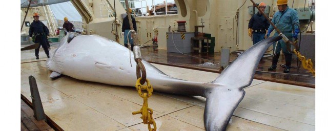 日本殺鯨魚做什麼 日本殺鯨魚可以做什麼