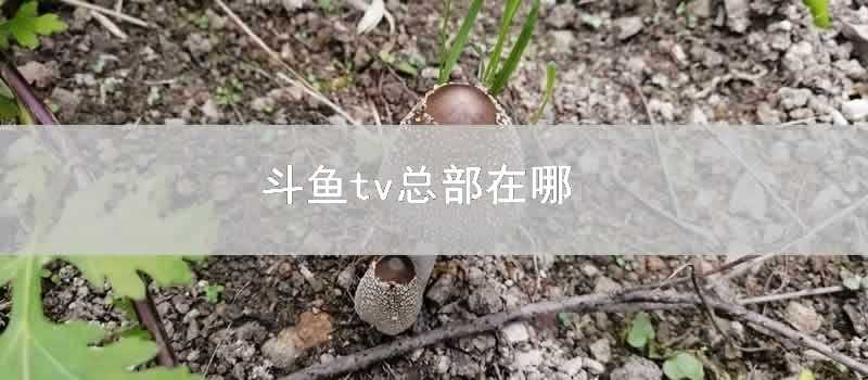 鬥魚tv總部在哪