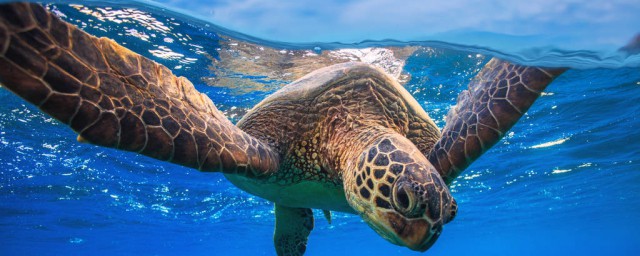 瀕危動物有海龜嗎 海龜屬於瀕危動物嗎