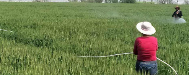 小麥除草劑什麼溫度適合 可以選哪種農藥