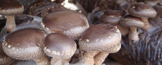 蘑菇怎麼保存 蘑菇保存的小技巧