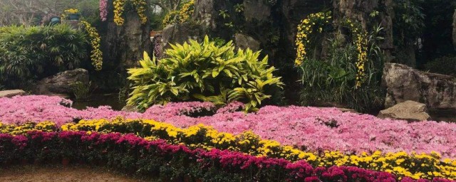 深圳菊花展在哪個公園舉辦的 詳細地址在哪裡