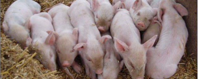 小豬怎麼養 怎麼養豬方法