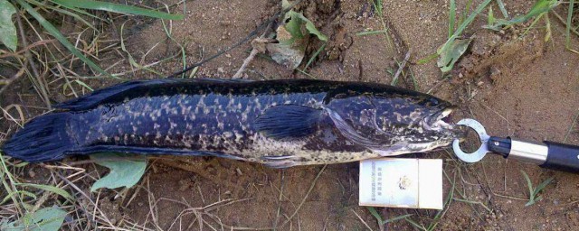 釣黑魚用什麼鉤 用什麼鉤釣黑魚最好