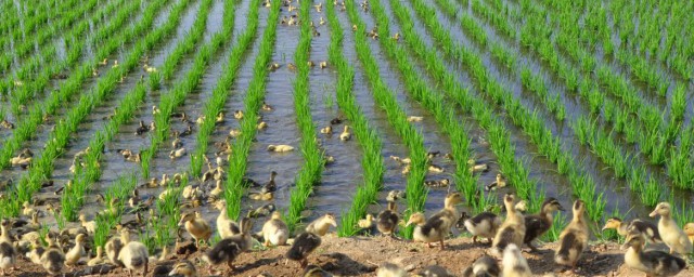 稻田養鴨一畝養幾隻 需要註意什麼