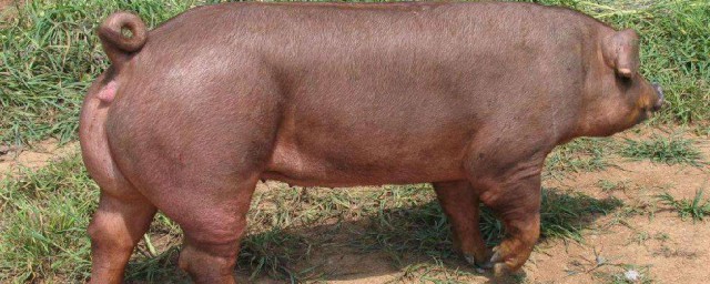 母豬與公豬的特征 母豬和公豬有哪些特征區分