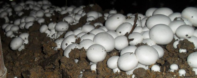 怎樣種蘑菇 如何進行蘑菇接種