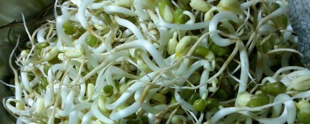 綠豆芽自制方法 綠豆芽自制的具體步驟