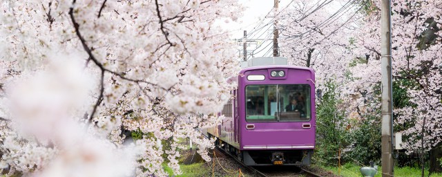 日本櫻花幾月開 日本櫻花花季是幾月