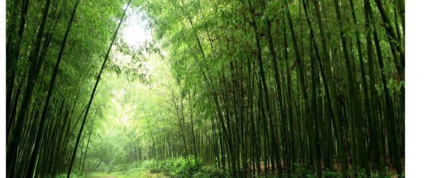 竹子幾月份種植 竹子的種植時間