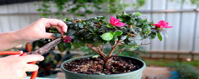 杜鵑花怎麼養才開花 這些你需要知道