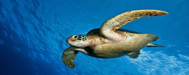 海龜介紹 海龜的簡介