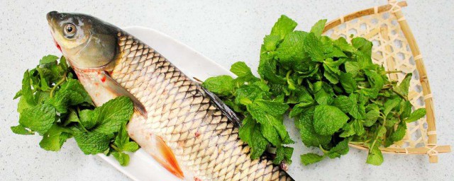 鯇魚土腥味怎麼除 關於鯇魚的簡介