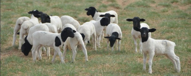 如何識別多胎羊 是不是看硬塊識別的