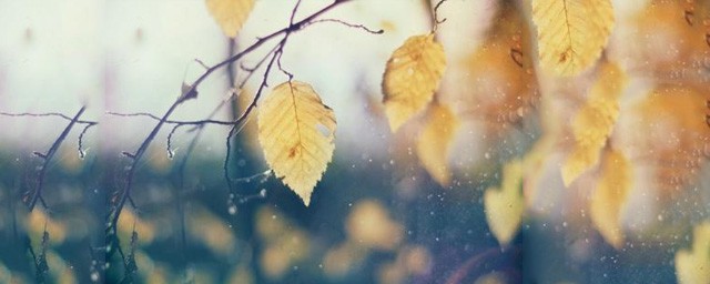 落葉初冬傷感的句子 但我還是愛秋天