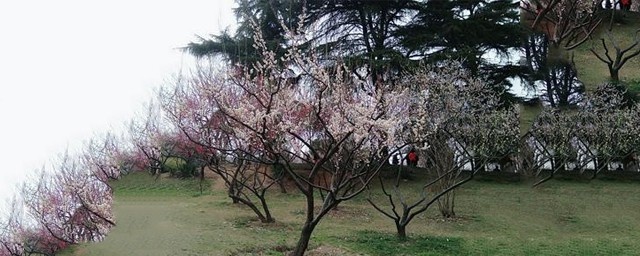 東湖梅嶺介紹 大傢有去過嗎