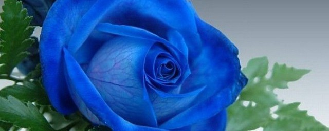 藍玫瑰的花語是什麼 藍玫瑰簡介