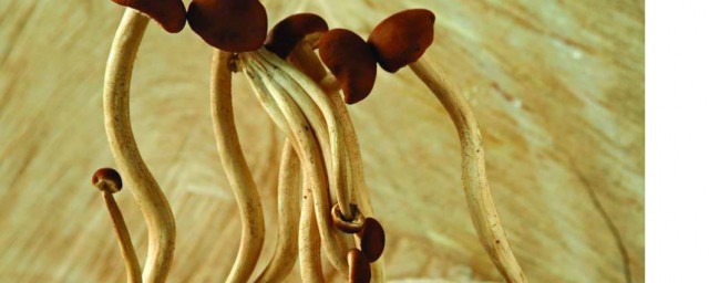 茶樹菇怎麼種植 茶樹菇如何種植
