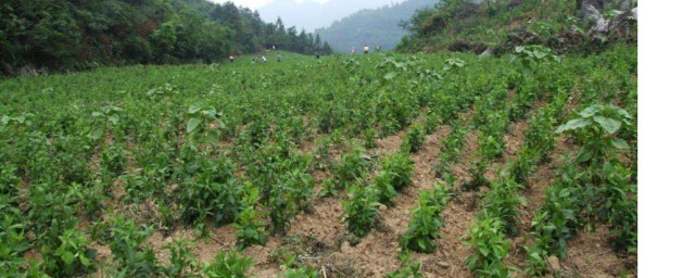 天麻幾月份種植合適 天麻幾月份種植合適和好處