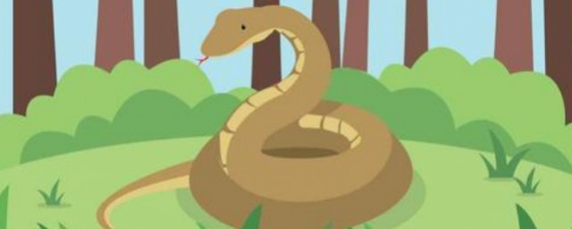 蟒蛇怎麼繁衍後代 蟒蛇是怎麼交配的