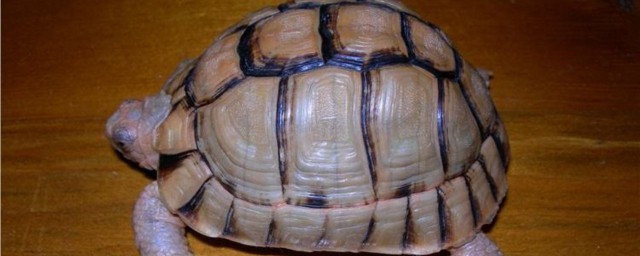 陸龜怎麼養 飼養陸龜的3個技巧