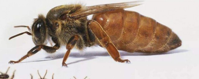 野生蜜蜂怎樣抓蜂王 來看看吧