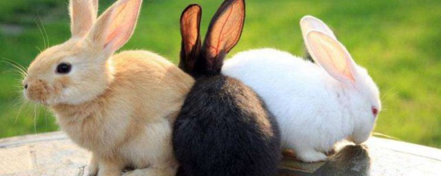 小兔子長什麼樣 對小兔子準確的描述