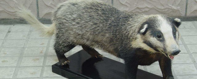 豬獾捕捉方法 4個竅門教你捕捉豬獾