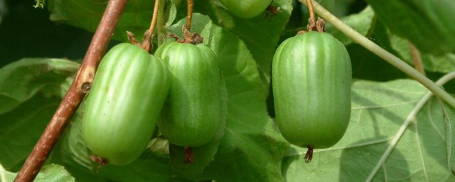 軟棗獼猴桃幾年掛果 軟棗獼猴桃結果需要幾年