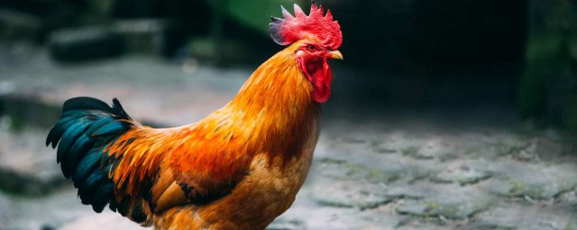 雞用獸藥經典配方 雞養殖常用的中獸藥配方