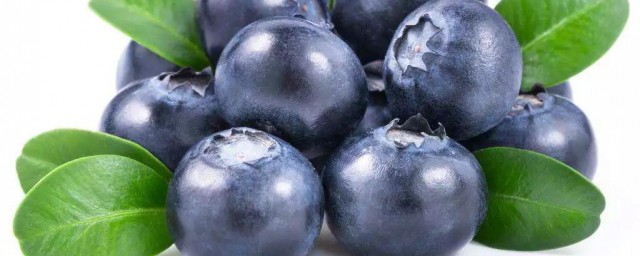 哪種藍莓最好種 藍莓品種有哪些比較容易種活