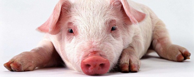 治豬病的萬能藥 你知道嗎