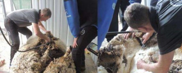 綿羊為什麼要剪毛 降溫防止寄生蟲