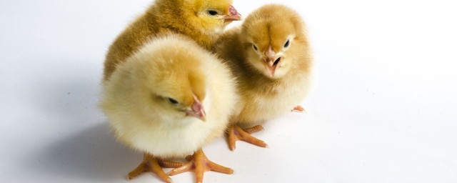 小雞養殖技術和方法 小雞怎麼養殖